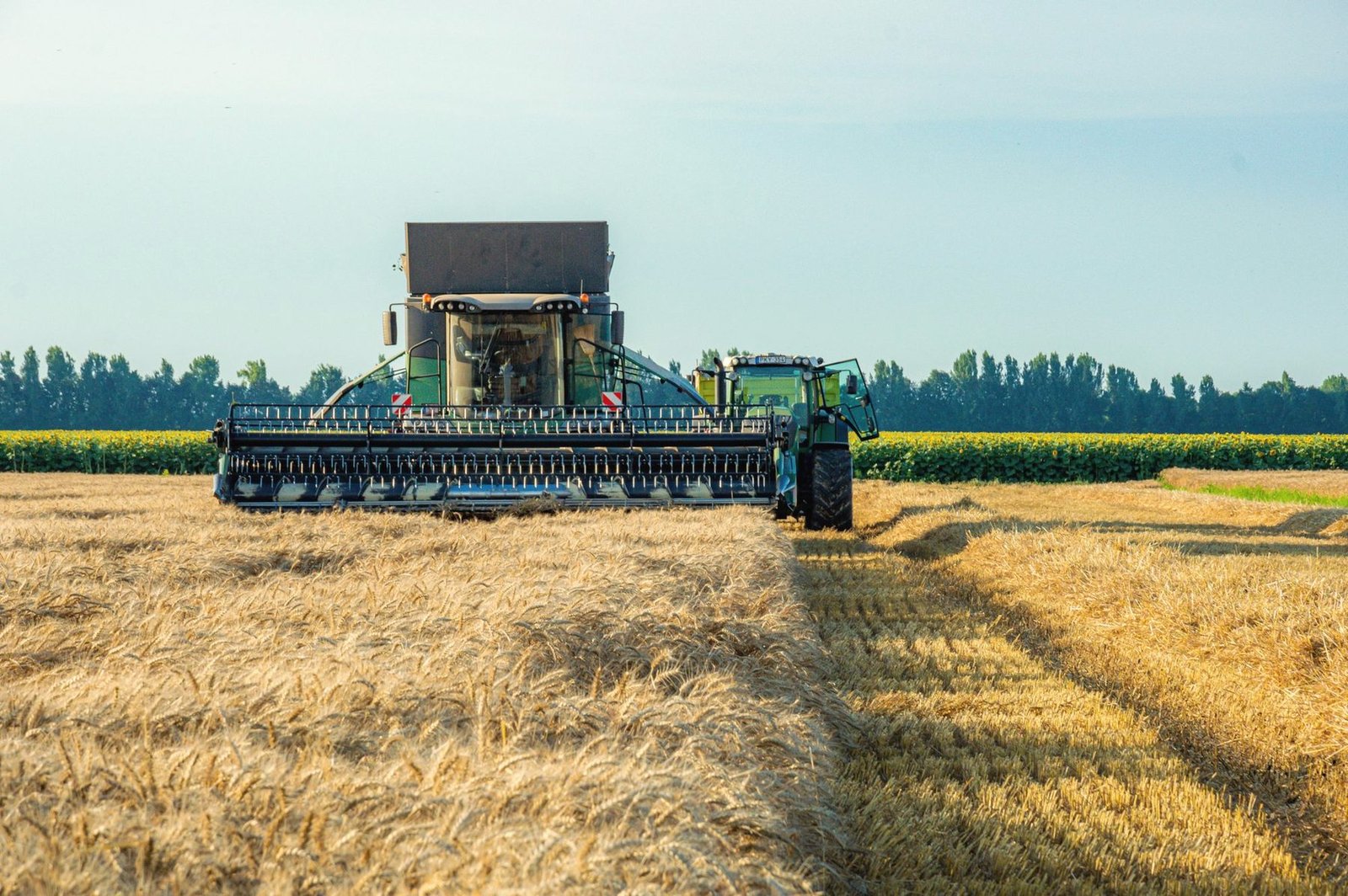 A combine with its header down cutting ripe wheat