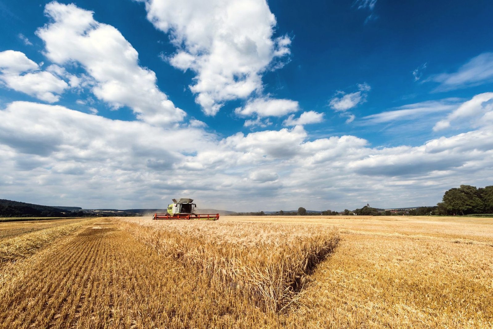 A combine cutting a wide wheat field under tall white clouds and a blue sky