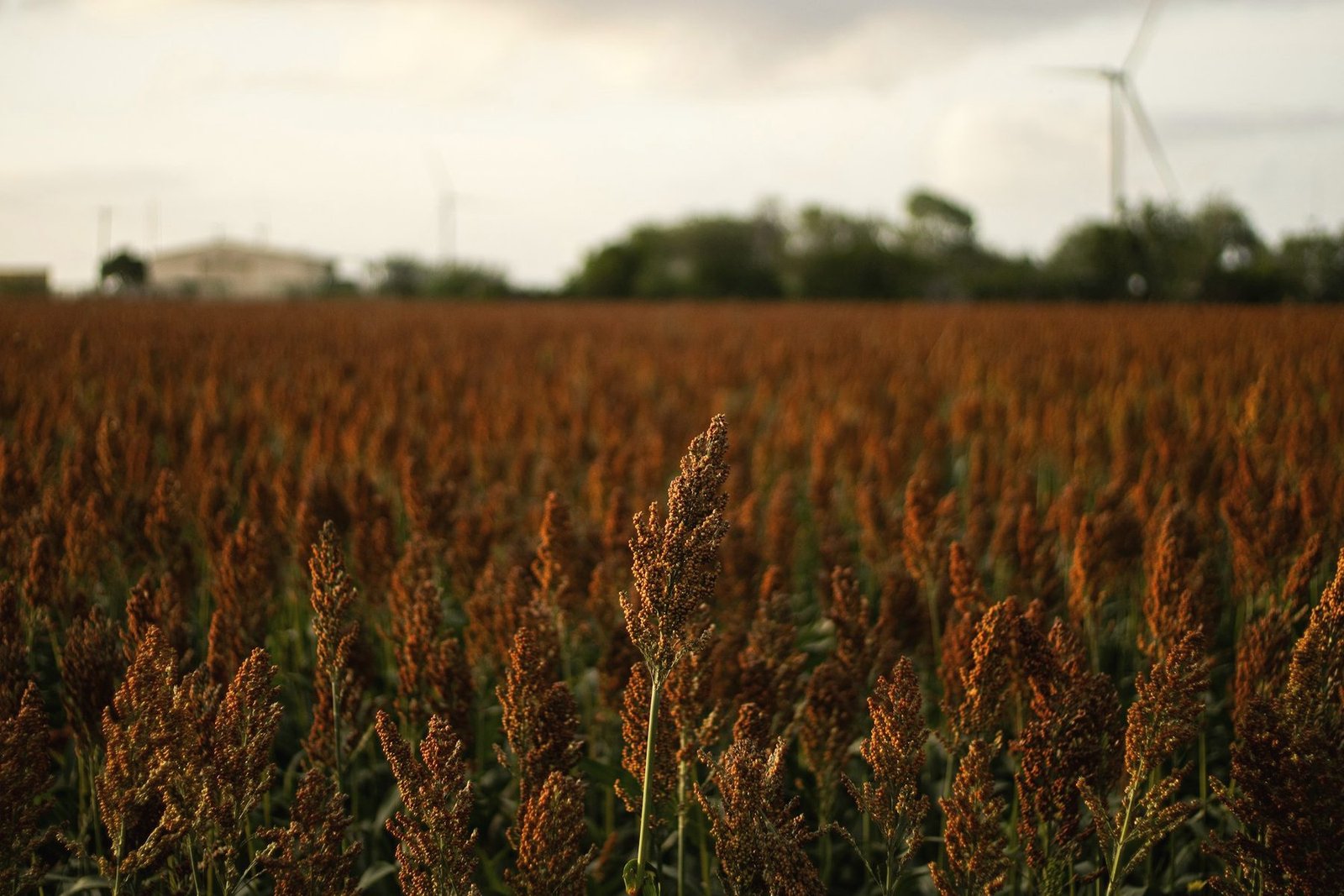 Rust-red milo field under a pale evening sky