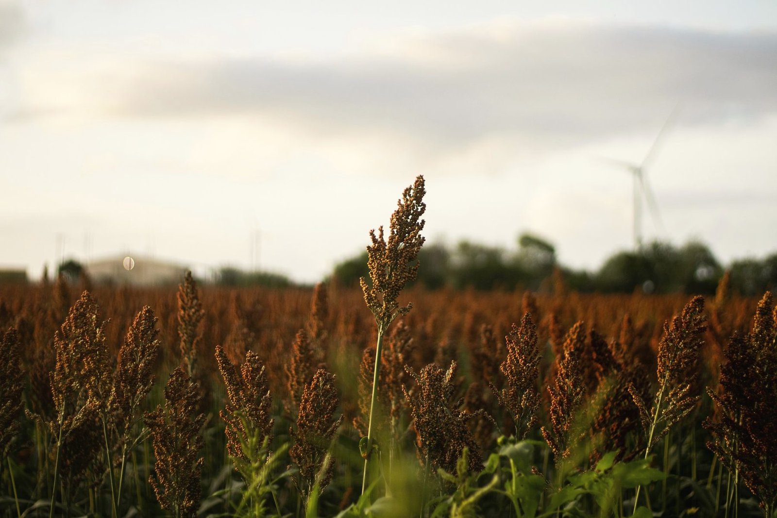 A single milo head standing above a rust-coloured sorghum field