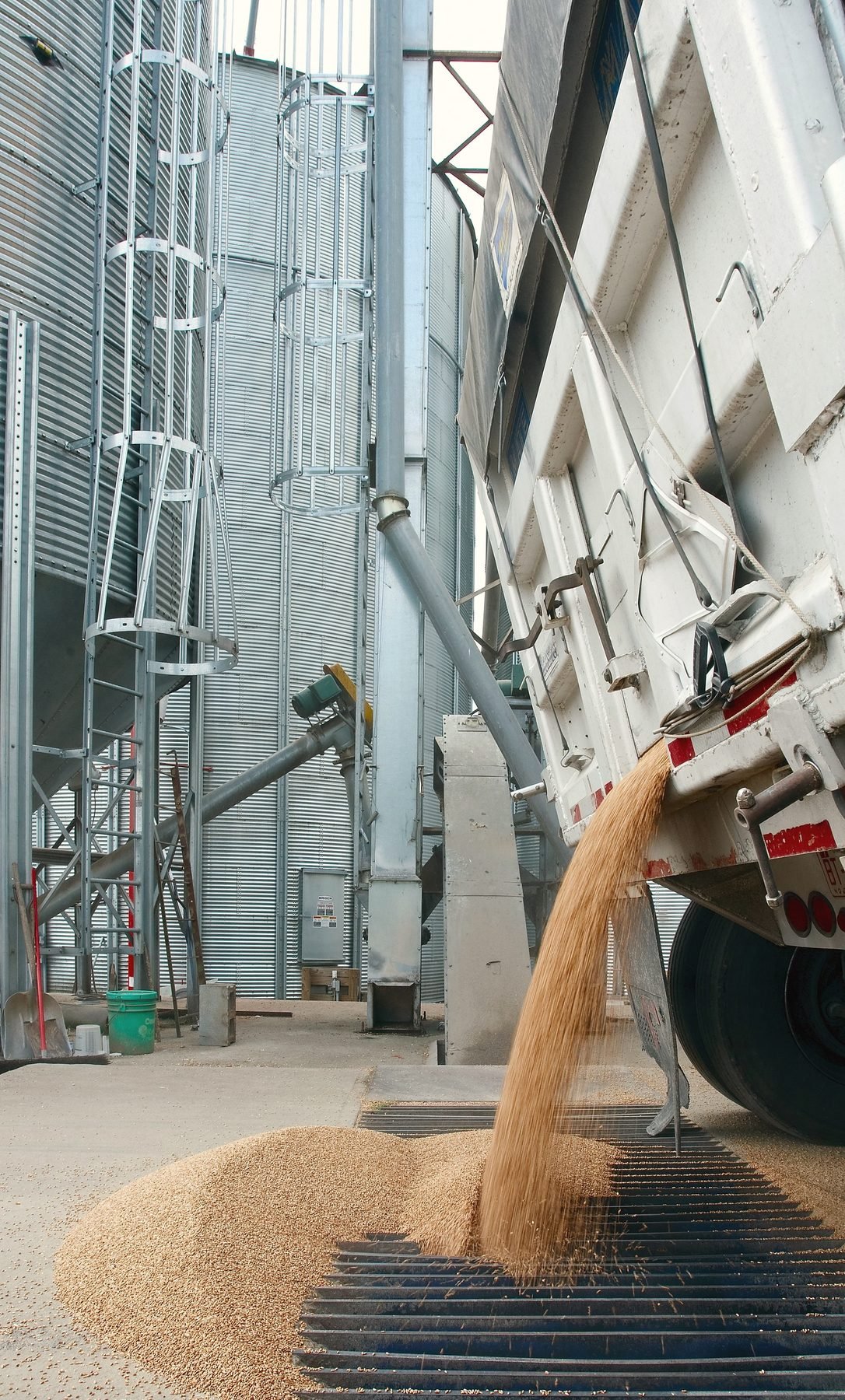 Wheat pouring from the hopper of a grain trailer onto the grate of a dump pit