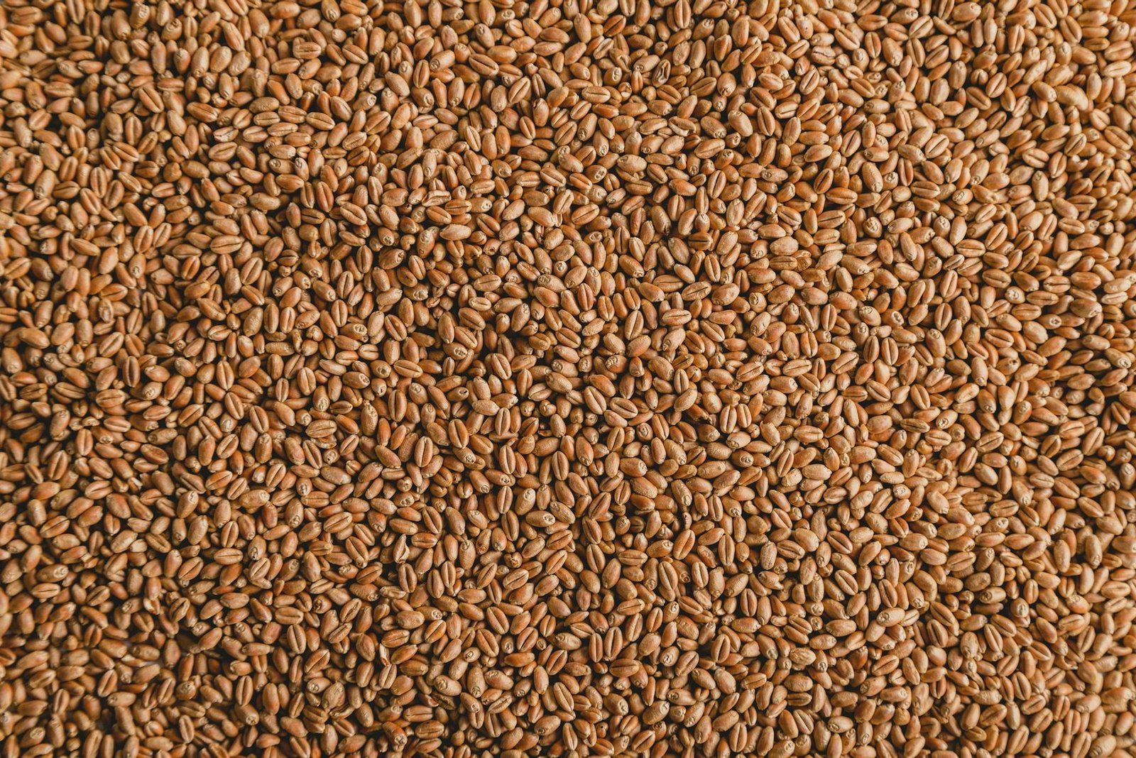 Red wheat kernels filling the frame edge to edge