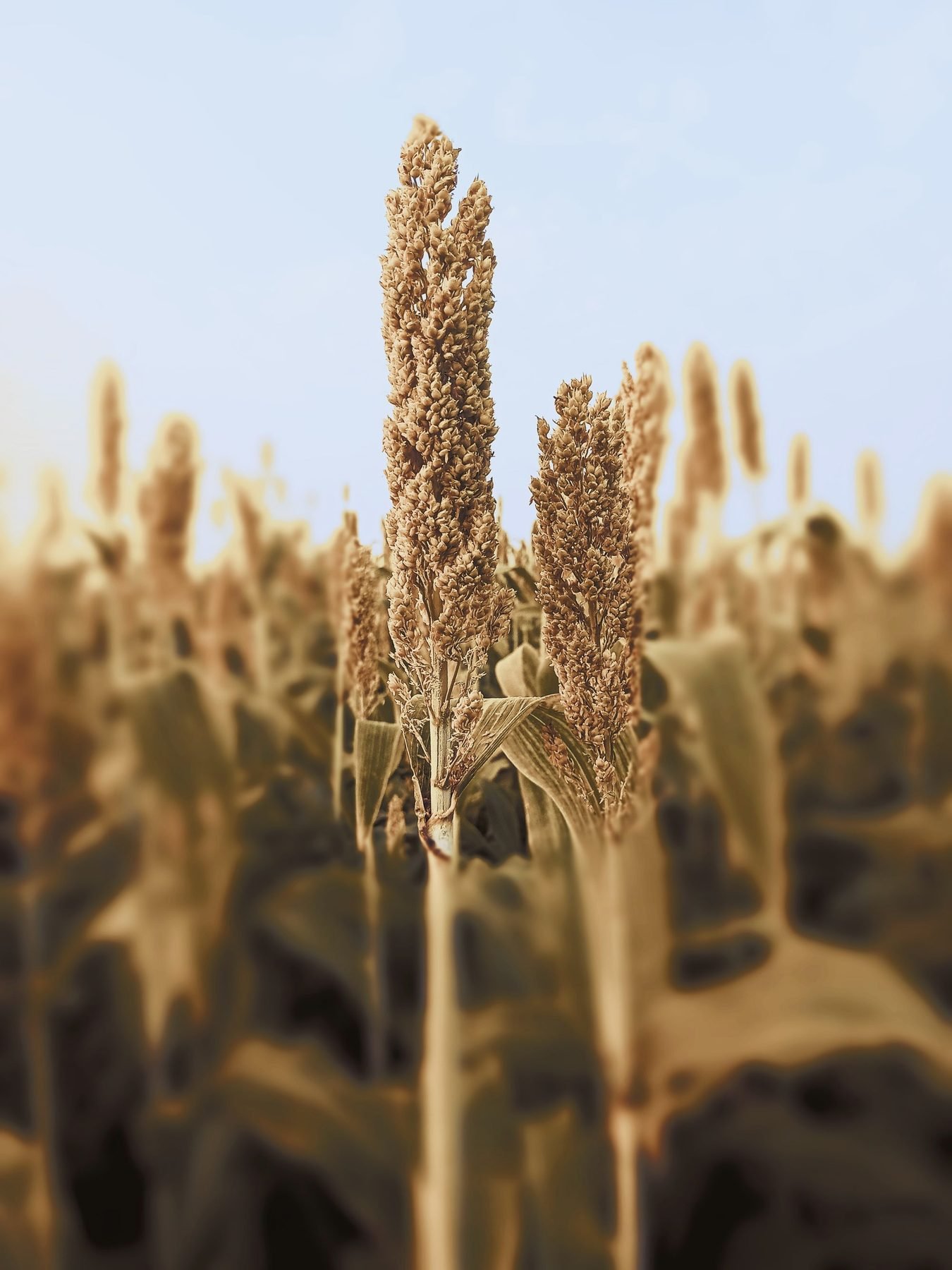 A tall sorghum head in warm evening light