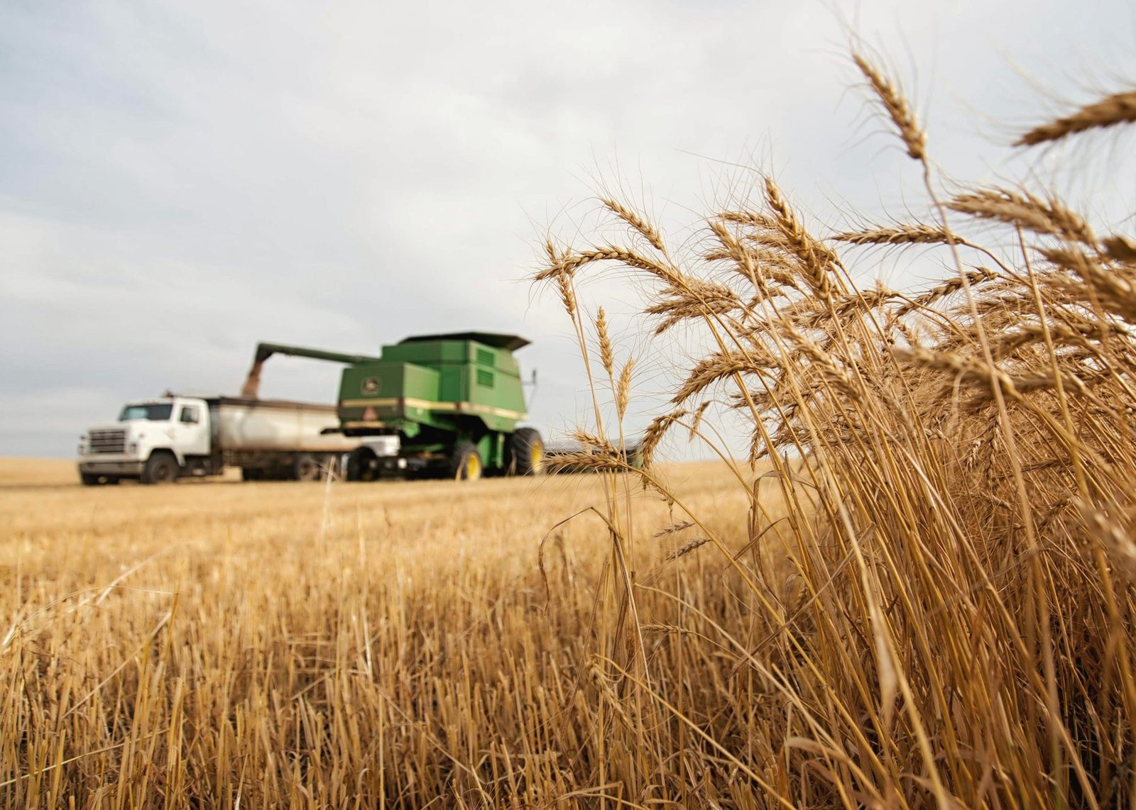 A grain truck and combine at the far edge of a ripe wheat field, wheat heads in the foreground