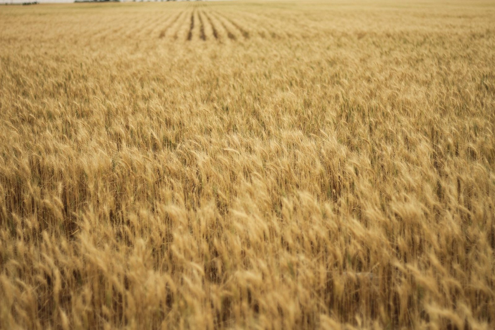 A ripe wheat field running to the horizon
