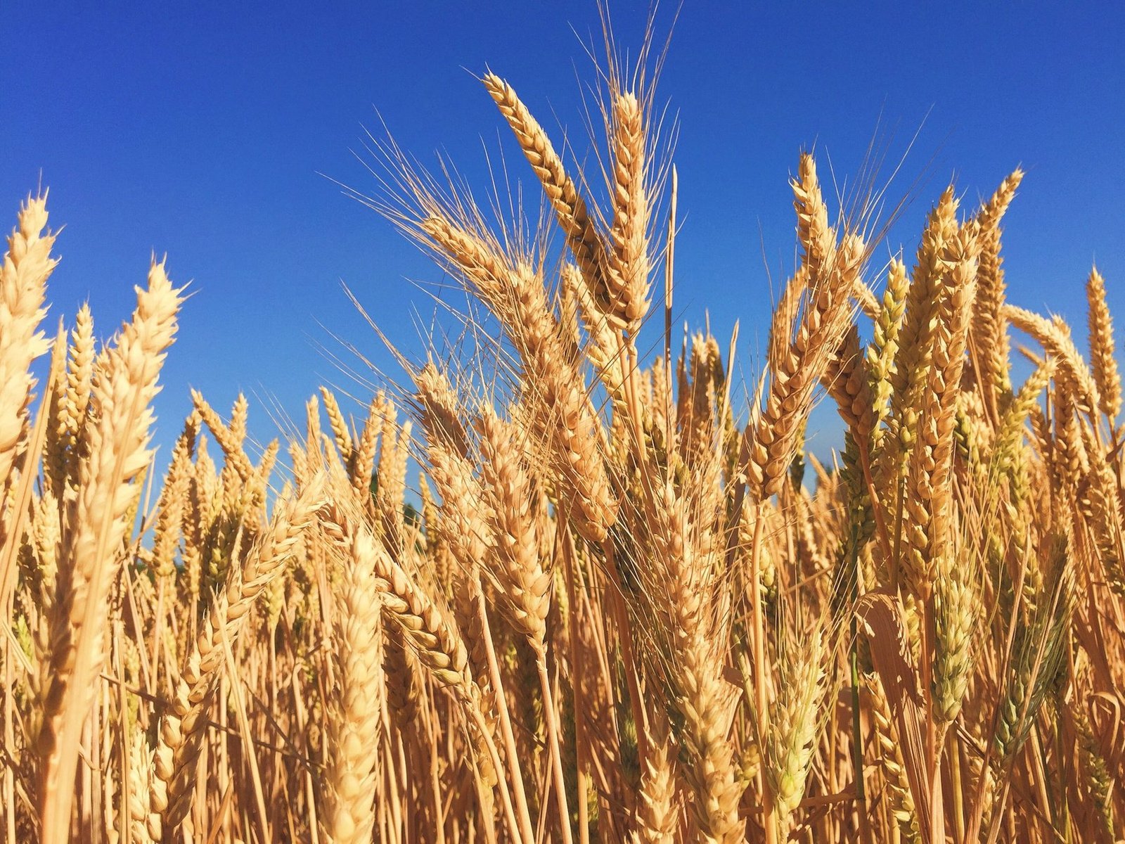 Ripe wheat heads against a deep blue sky