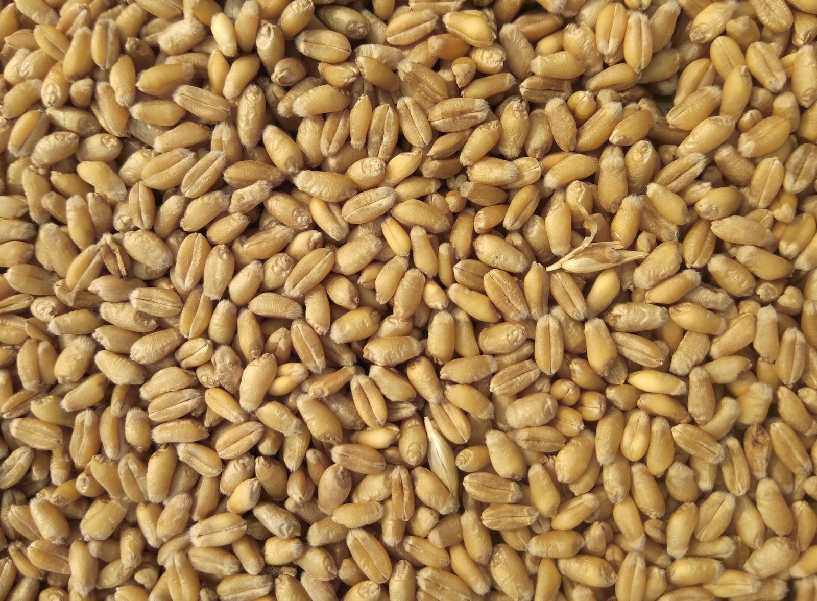 Wheat kernels filling the frame
