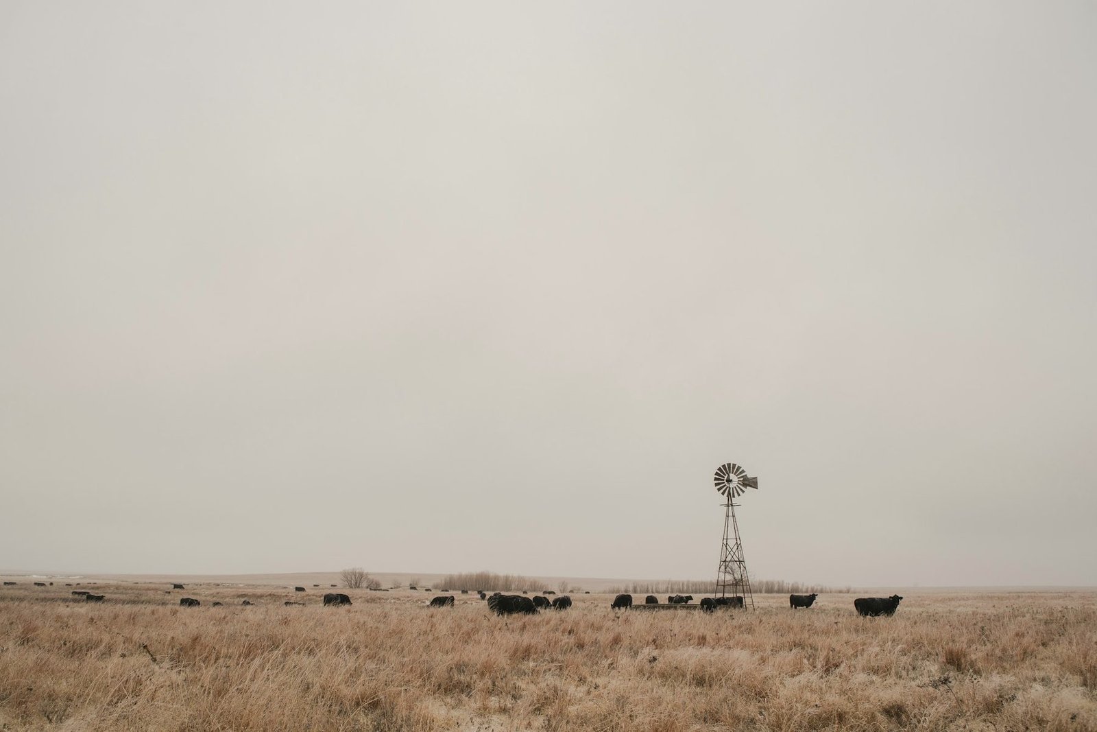 Cattle and a windmill on a flat winter plain under a wide grey sky
